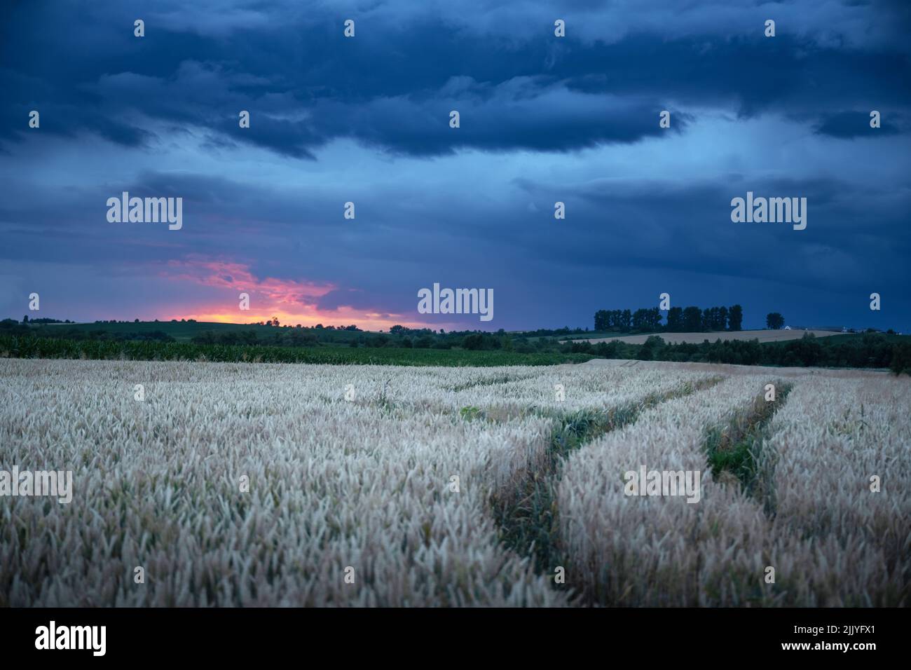 Reife Weizenspikelets auf dem ländlichen Feld vor dem dunklen Abendhimmel mit Regenwolken. Industrie- und Naturlandschaft. Ukraine, Europa Stockfoto