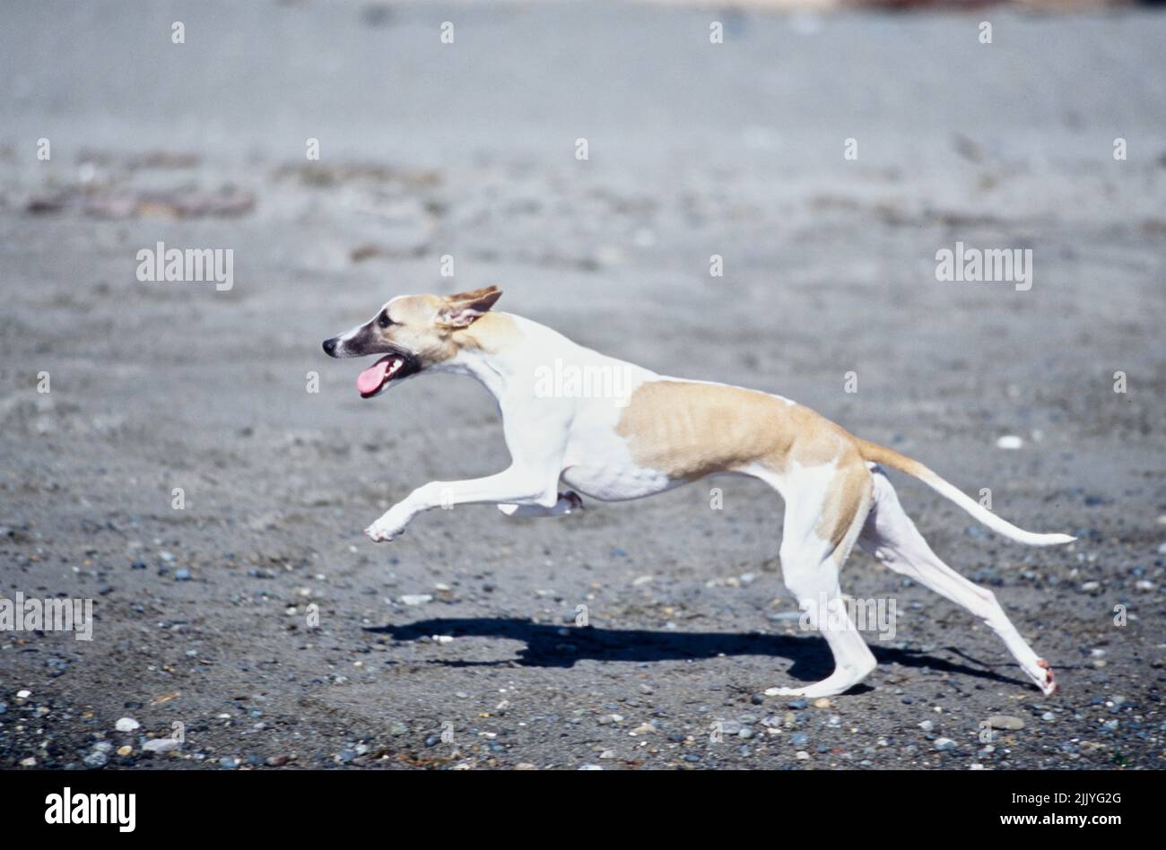 Whippet läuft draußen an der Strandlinie Stockfoto