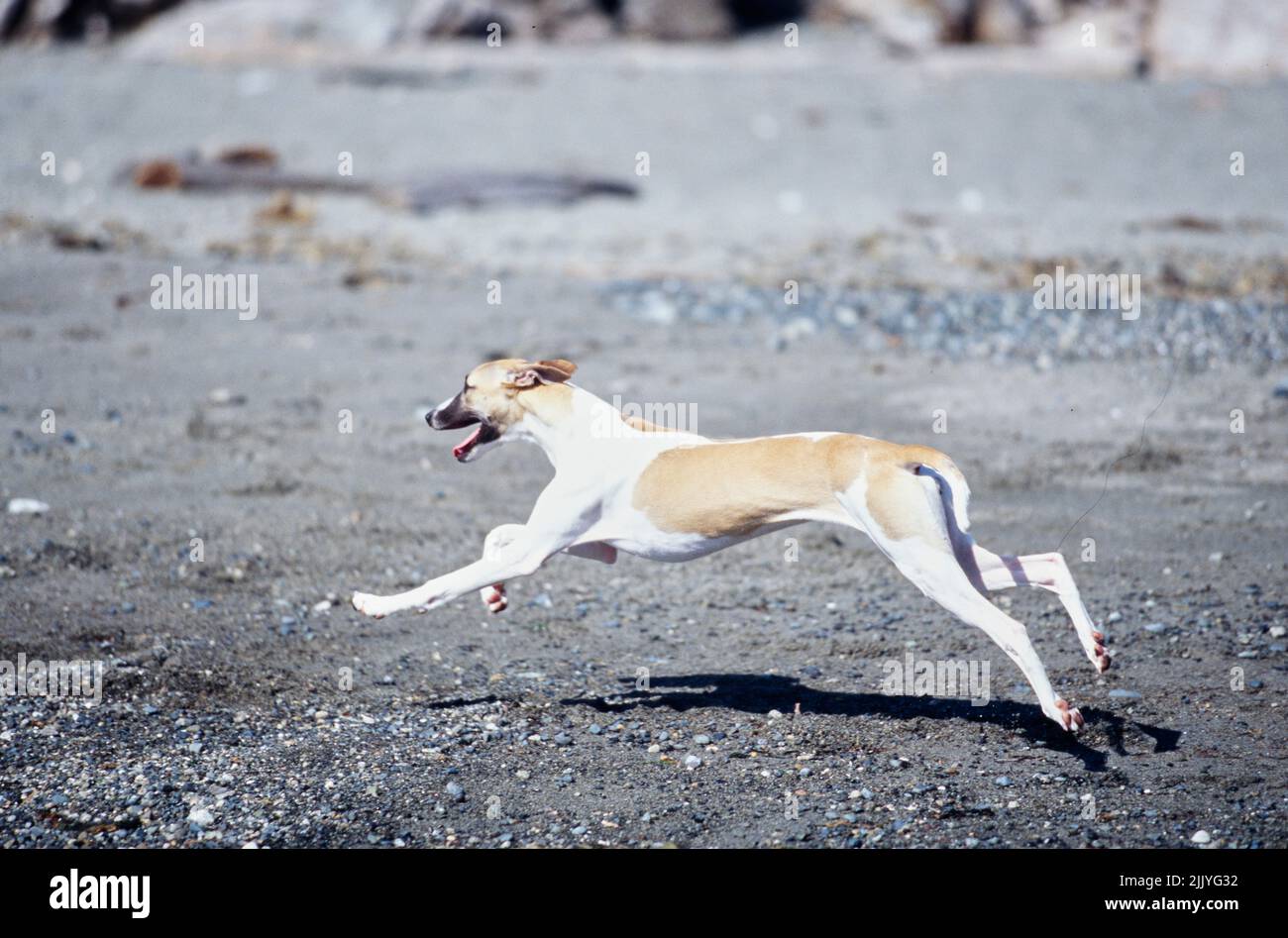 Whippet läuft draußen an der Strandlinie Stockfoto