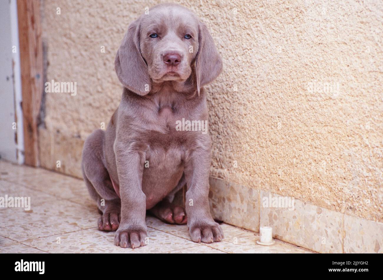 Weimaraner Welpe sitzt innen auf Fliesenoberfläche gegen cremefarbene Wand Stockfoto