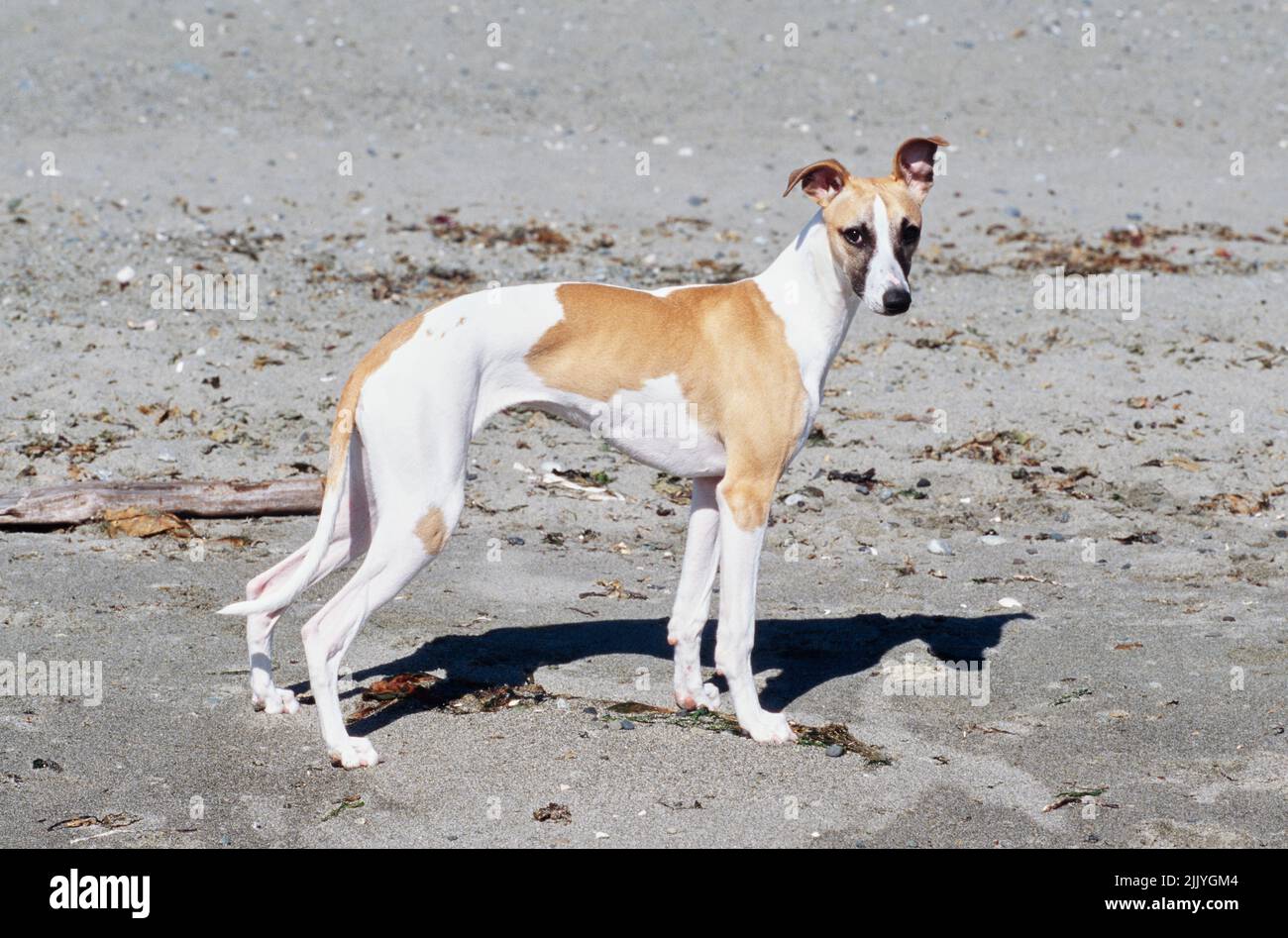 Whippet steht draußen an der Strandlinie Stockfoto