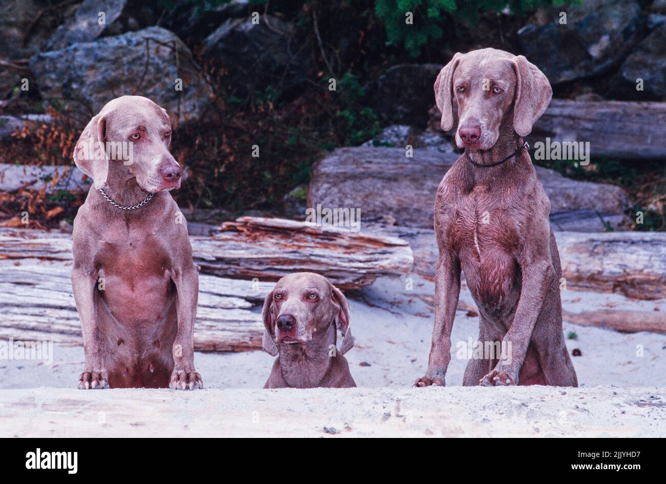 Drei Weimaraner sitzen auf einer Steinoberfläche Stockfoto