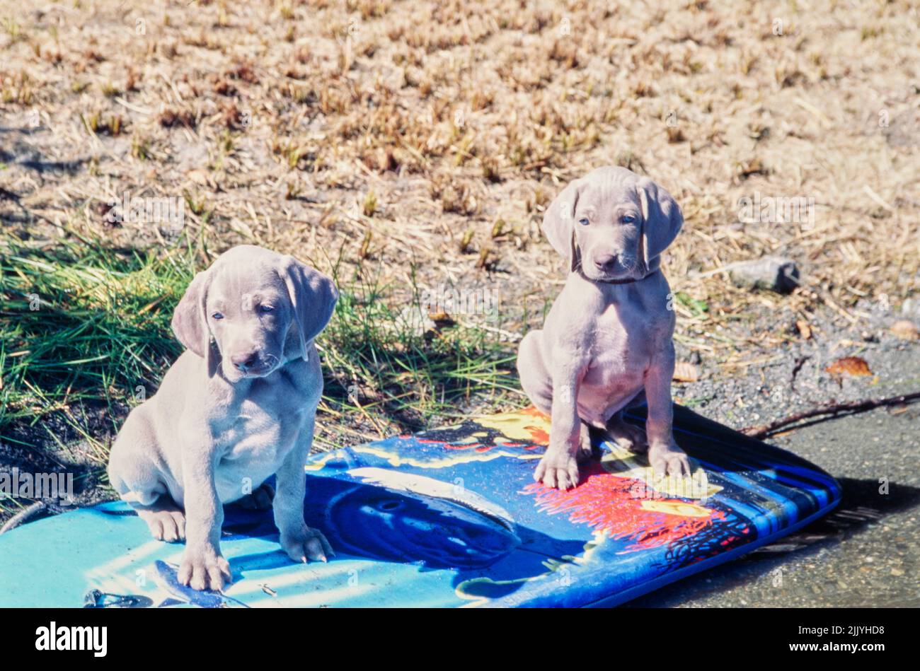 Weimaraner Welpen sitzen auf dem Brett Stockfoto