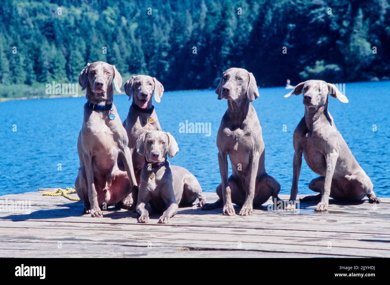 Fünf Weimaraner sitzen auf dem Dock vor blauem Wasser und Bäumen Stockfoto