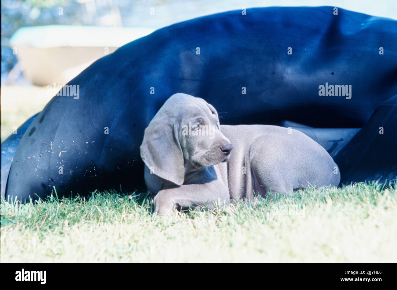 Weimaraner Welpe sitzt unter schwarzem Schlauch Stockfoto