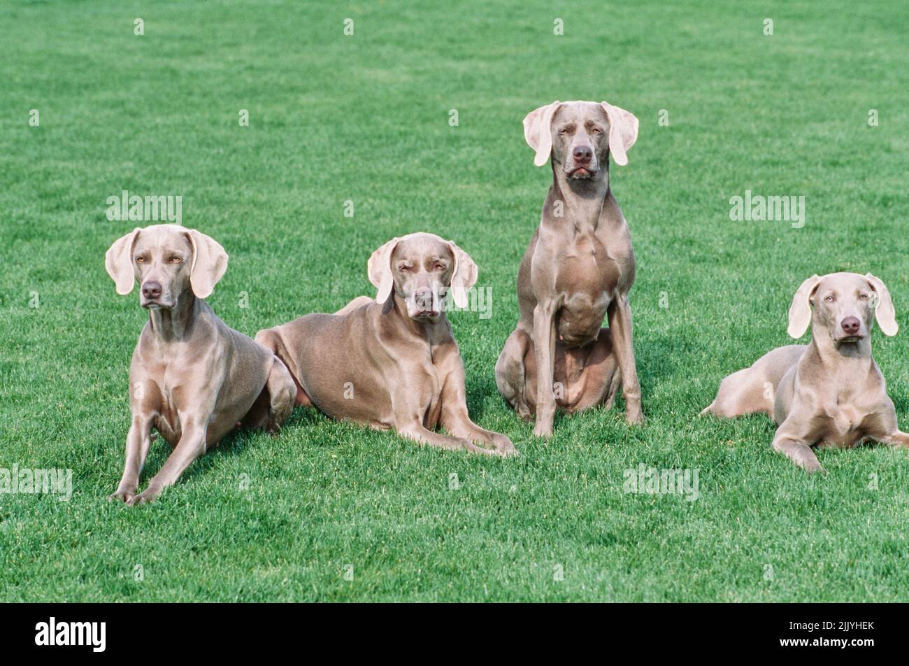 Vier Weimaraner im Gras draußen Stockfoto
