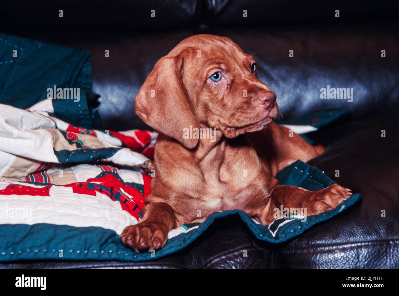 Vizsla Welpe liegt auf Ledersofa auf gesteppter Decke Stockfoto