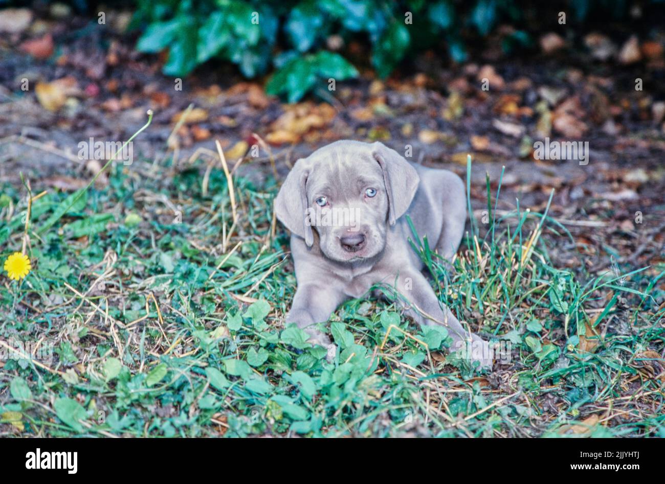Weimaraner legt sich draußen nieder Stockfoto