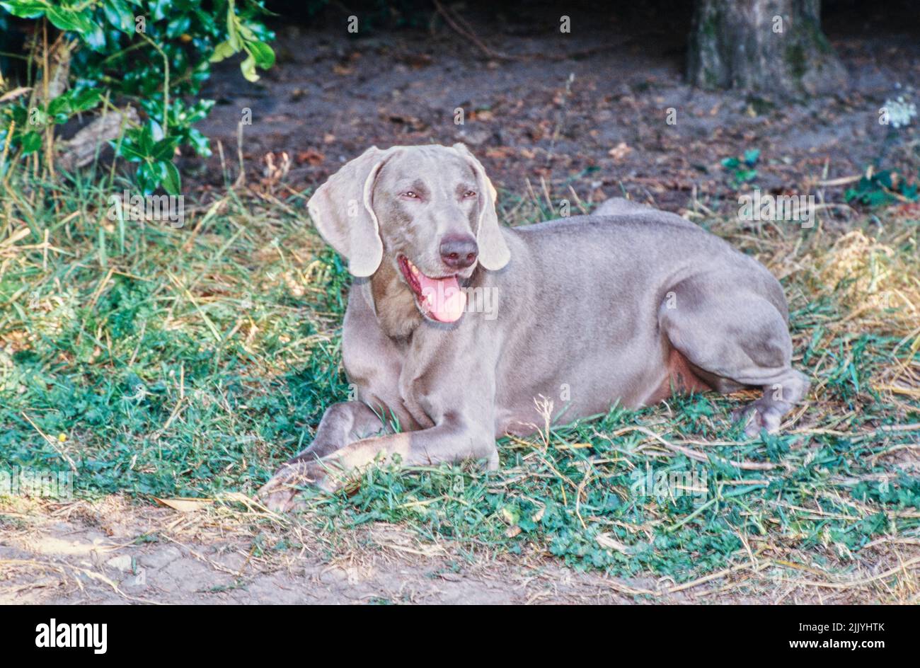 Weimaraner legt sich draußen nieder Stockfoto
