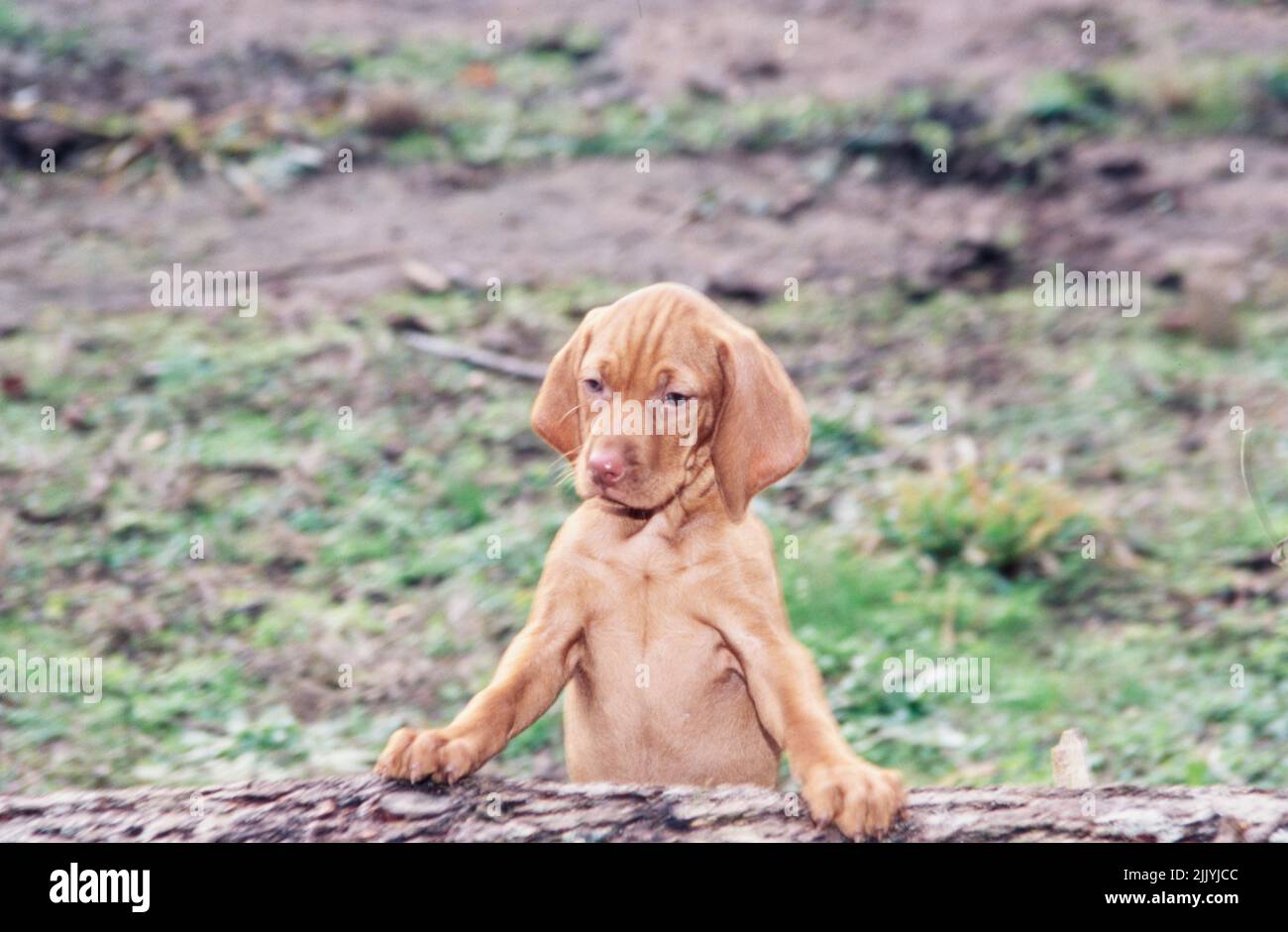 Vizsla Welpe sitzt auf Baumstamm Stockfoto