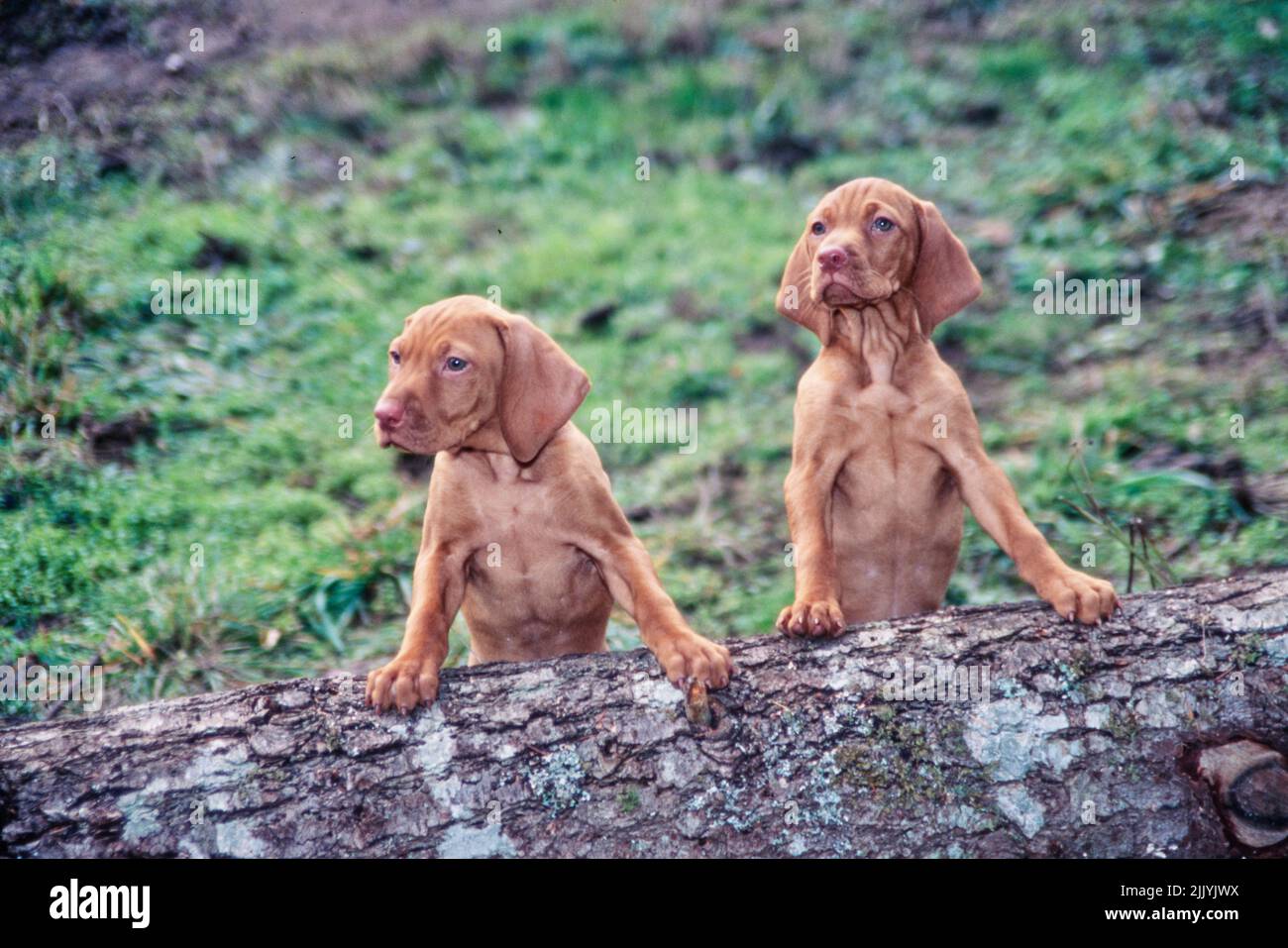 Zwei Vizsla Welpen sitzen auf Baumstamm Stockfoto
