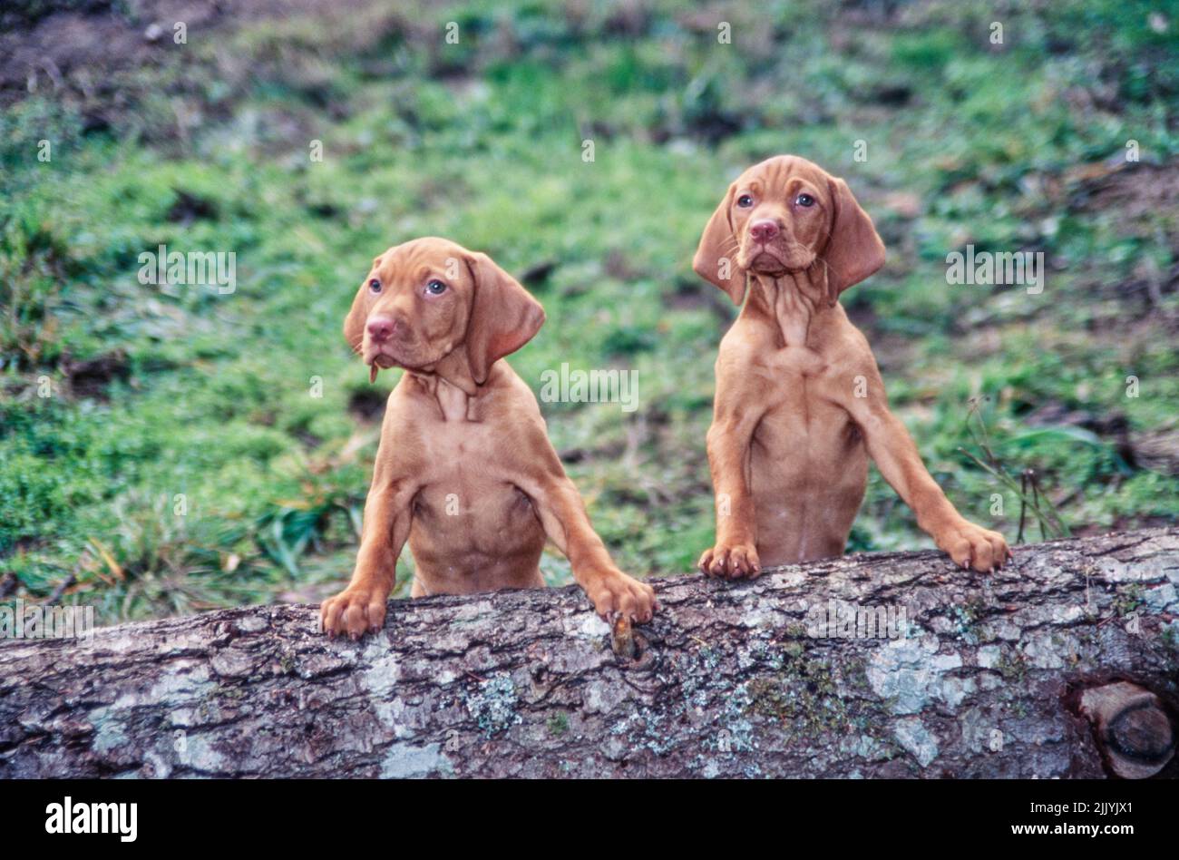 Zwei Vizsla Welpen sitzen auf Baumstamm Stockfoto