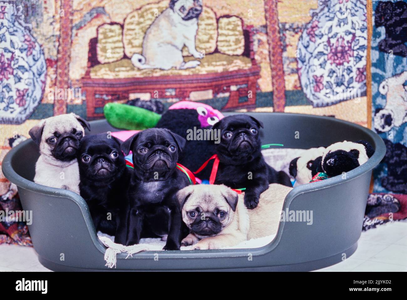 Pug Welpen in einem Hundebett Stockfoto