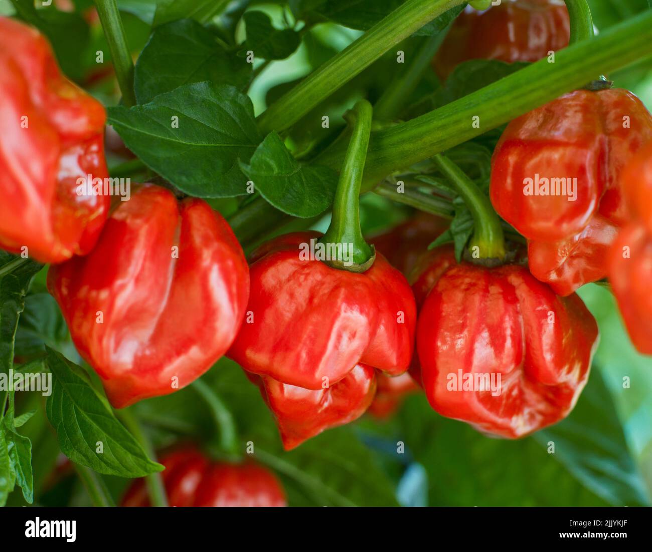 Nahaufnahme von roten Habanero Chilis auf der Pflanze Stockfoto
