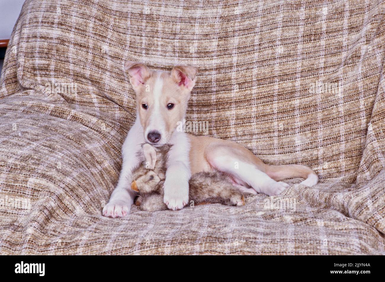 Collie Welpe sitzt auf braunem Sofa mit Spielzeug Stockfoto