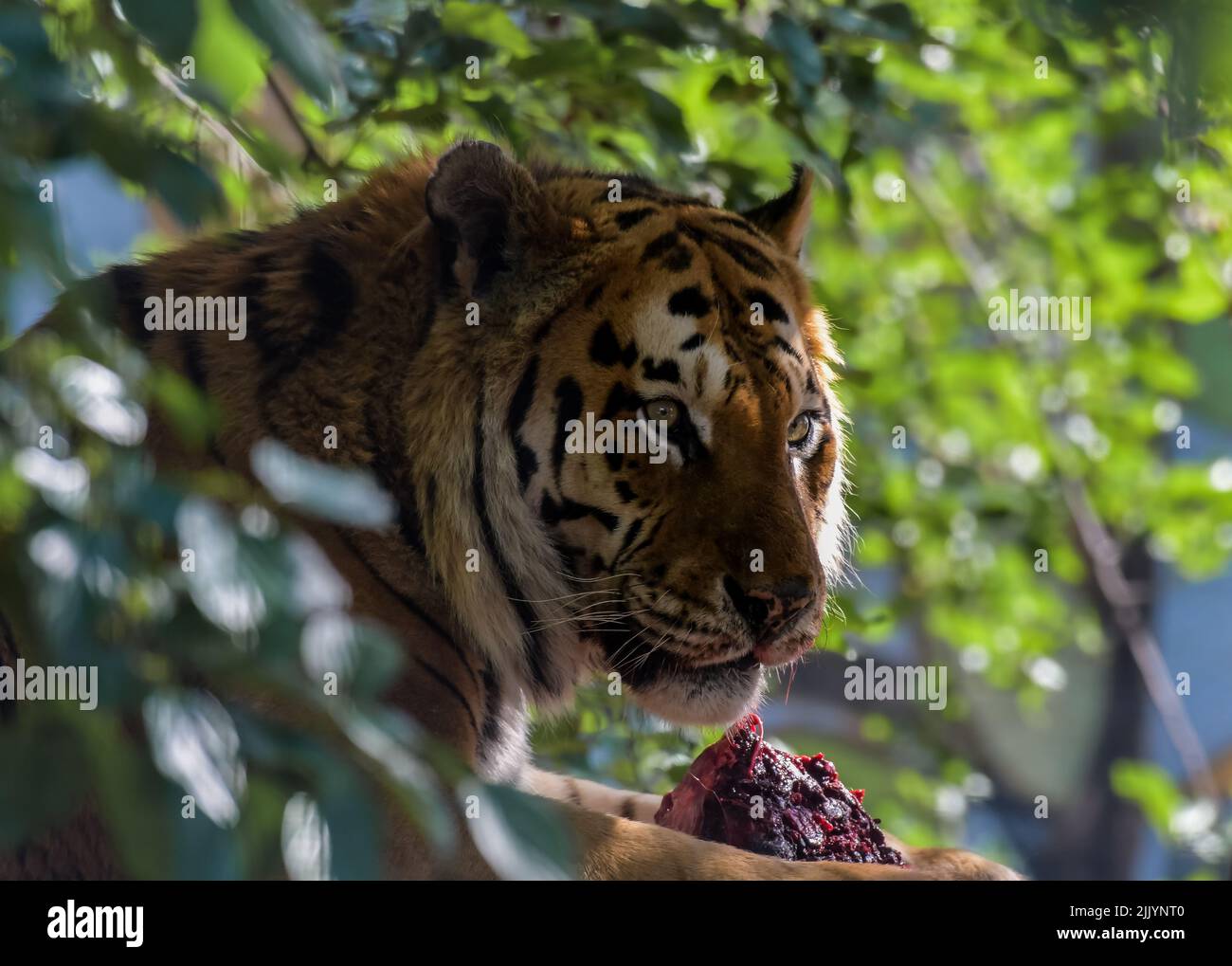 Royal Bengal Tiger Fütterung in Südafrika Stockfoto