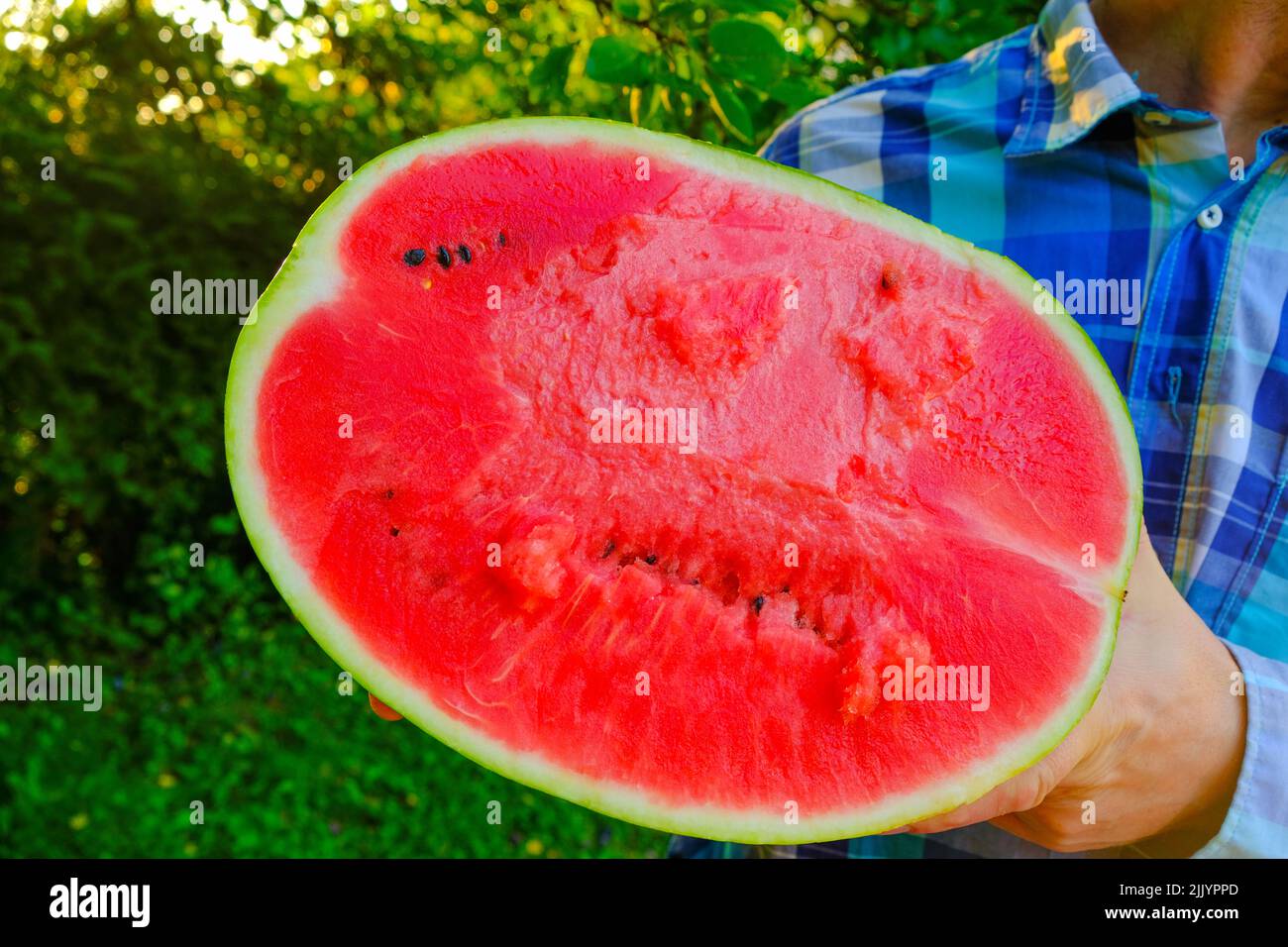 Wassermelone in einem Schnitt in männlichen Händen in einem Sommergarten.Frische rote Wassermelone halb.appetitliche Sommerfrüchte.gesunde süße Sommer Dessert Stockfoto