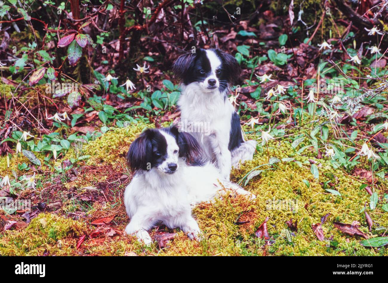 Zwei Papillon-Hunde auf Moos Stockfoto