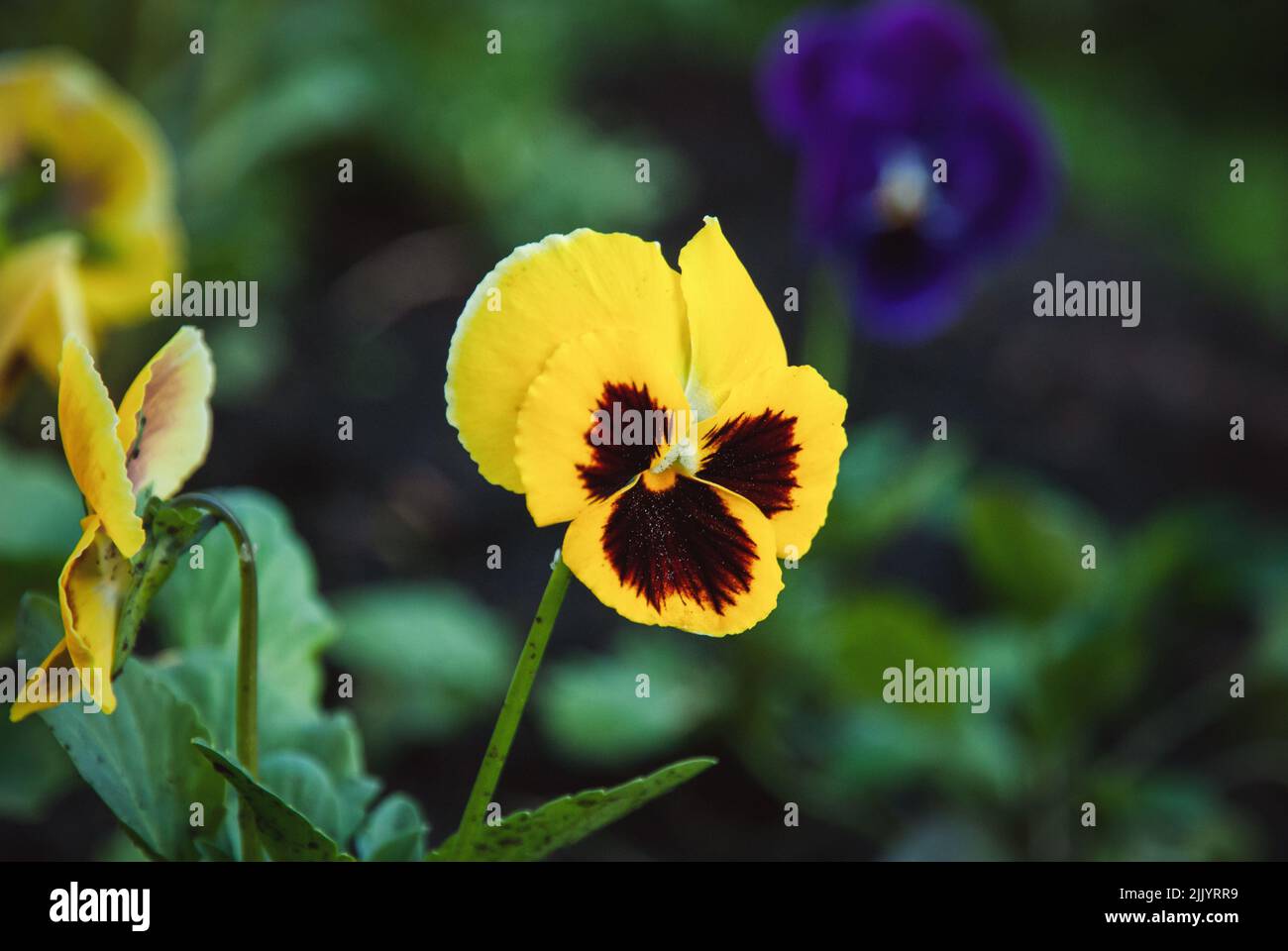 Gelbe Stiefmütterchen Blume im Garten Stockfoto