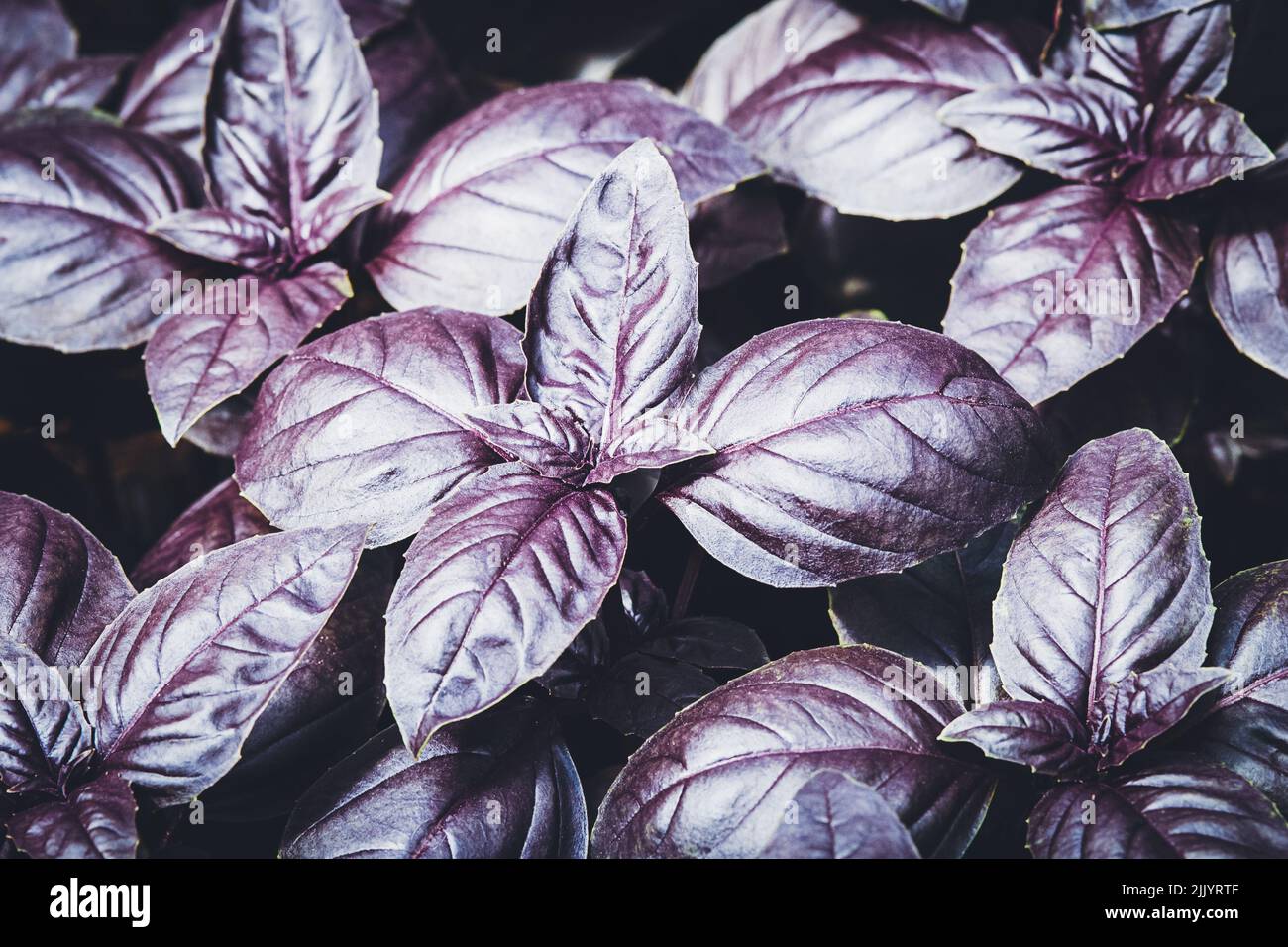 Lila Basilikum im Gemüsegarten auf Bio-Gehöft angebaut, dunkel Opal Basilikum Pflanzen Textur Stockfoto