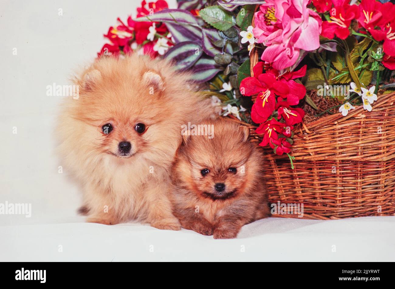 Ein pommerscher Hund und Welpe neben einem Blumenarrangement Stockfoto