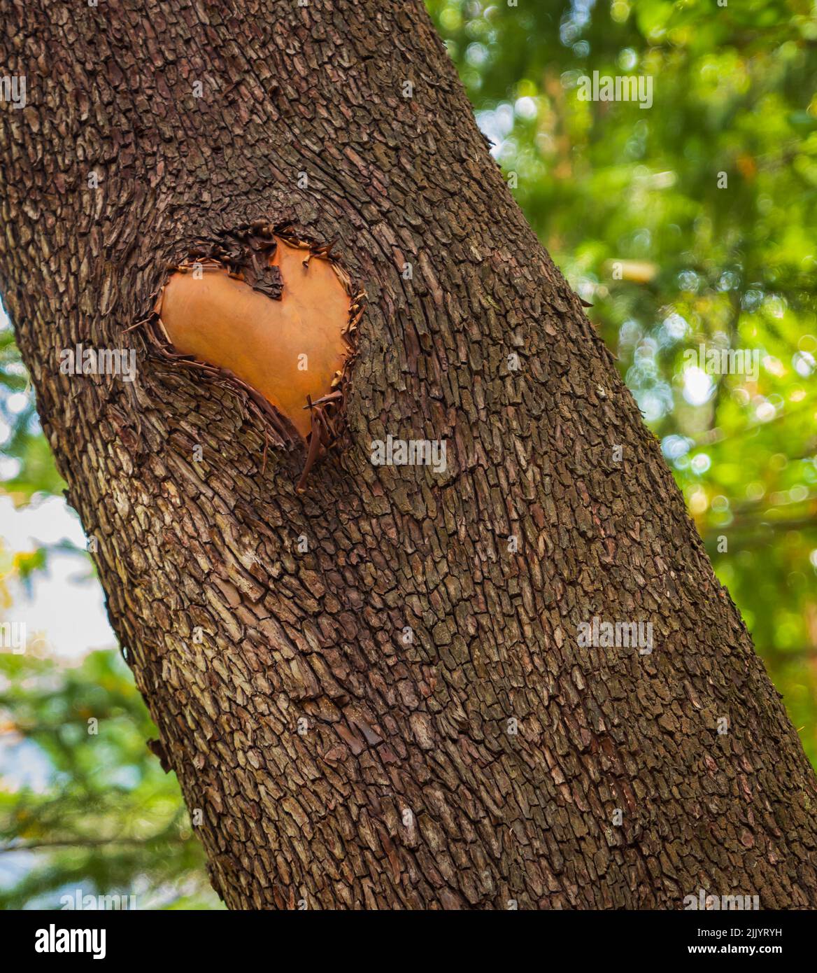 Wald braun Holzhintergrund. Textur Wald Holzbaumrinde mit Zeichen des Herzens. Liebe in der Natur. Pacific Madrona Baum. Erdbeerbaum Arbutus. Stockfoto