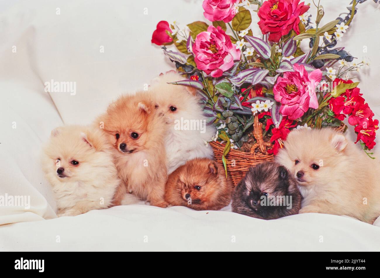 Pommersche Hunde und Welpen mit Blumenarrangement Stockfoto