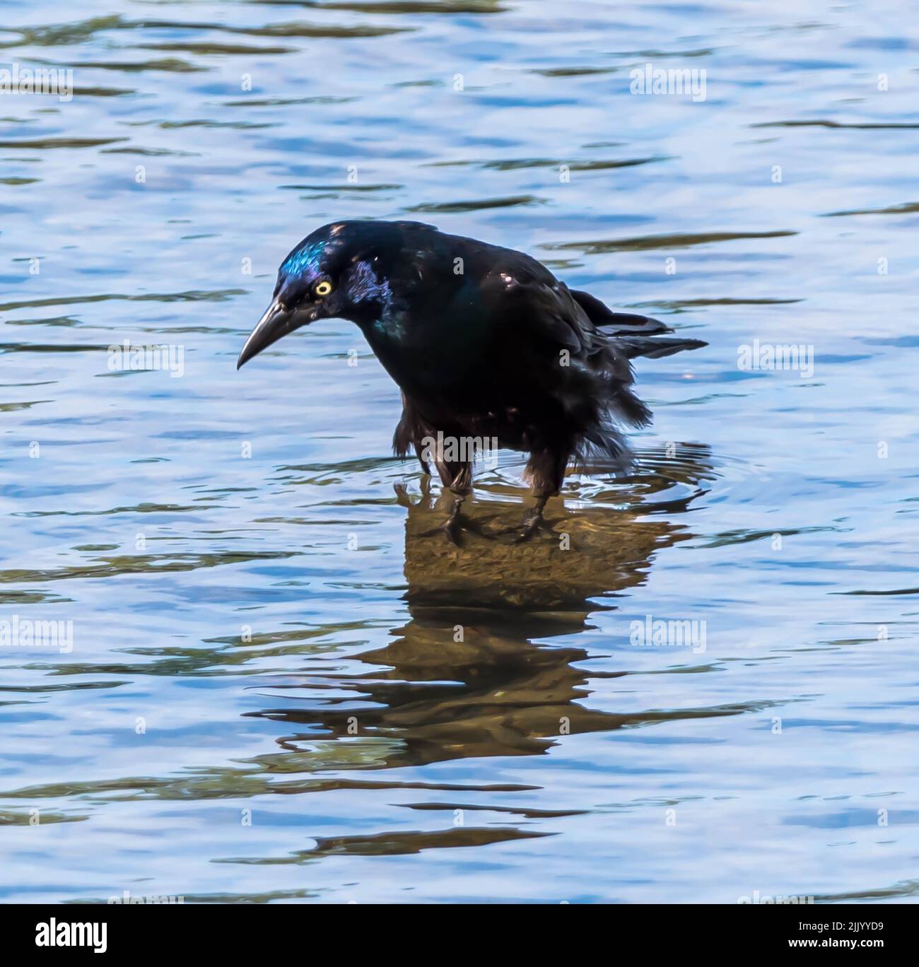 Ein gewöhnlicher Grackle-Vogel auf einem Felsen im Allegheny River in Althom, Pennsylvania, USA, der an einem sonnigen Sommertag nach Krebsen jagt Stockfoto