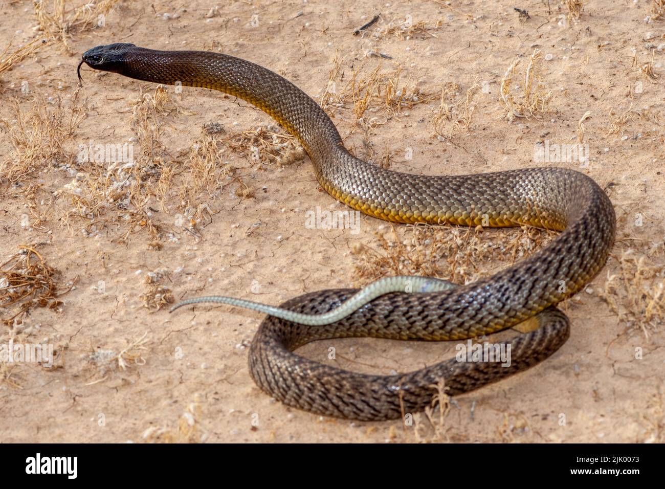 Das australische Inland Taipan flackert mit der Zunge Stockfoto