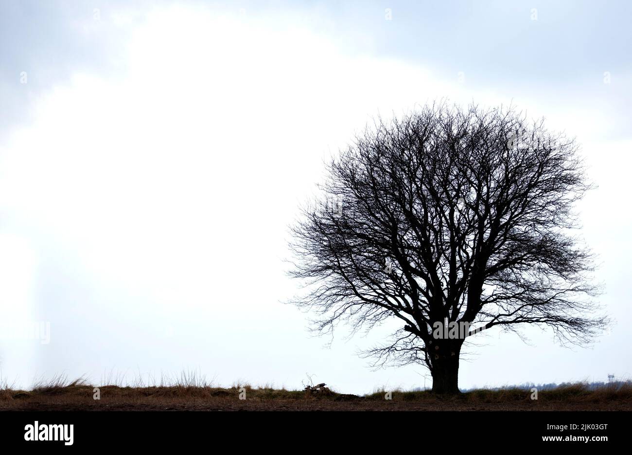 Einsamer Baum. Ein Konzeptfoto eines einsamen Baumes - viel Copyspace. Stockfoto