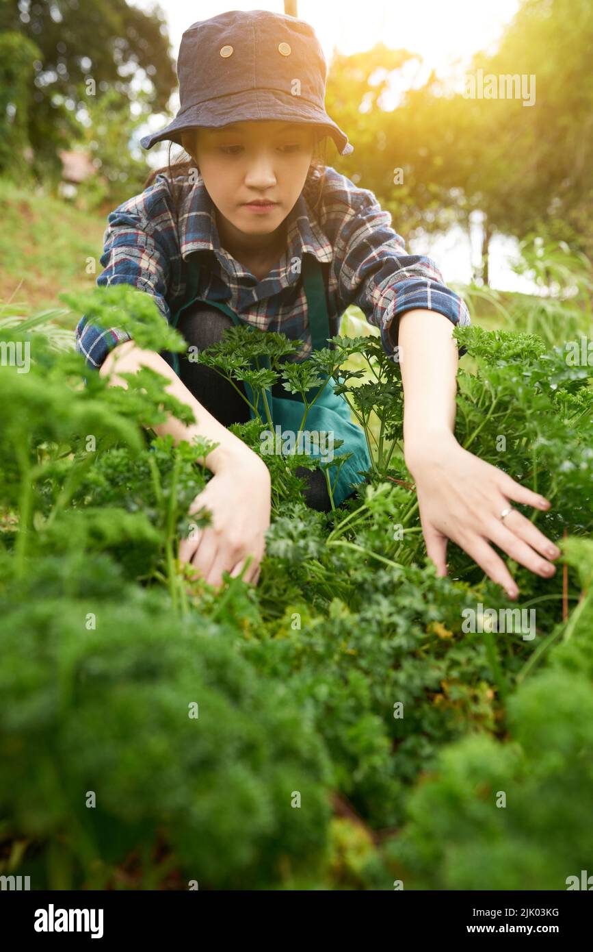 Vietnamesische Agrar-Ingenieurin überprüft die Ernte von Sellerie Stockfoto