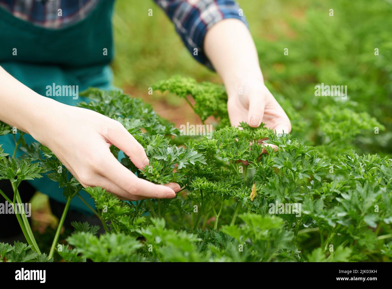 Nahaufnahme des Bauern, der Sellerie aufnimmt Stockfoto