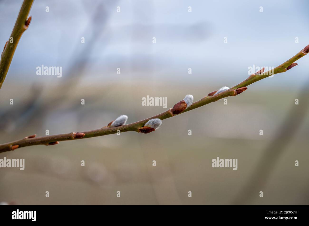 Schöner Zweig auf dem Baum ohne Blätter Stockfoto