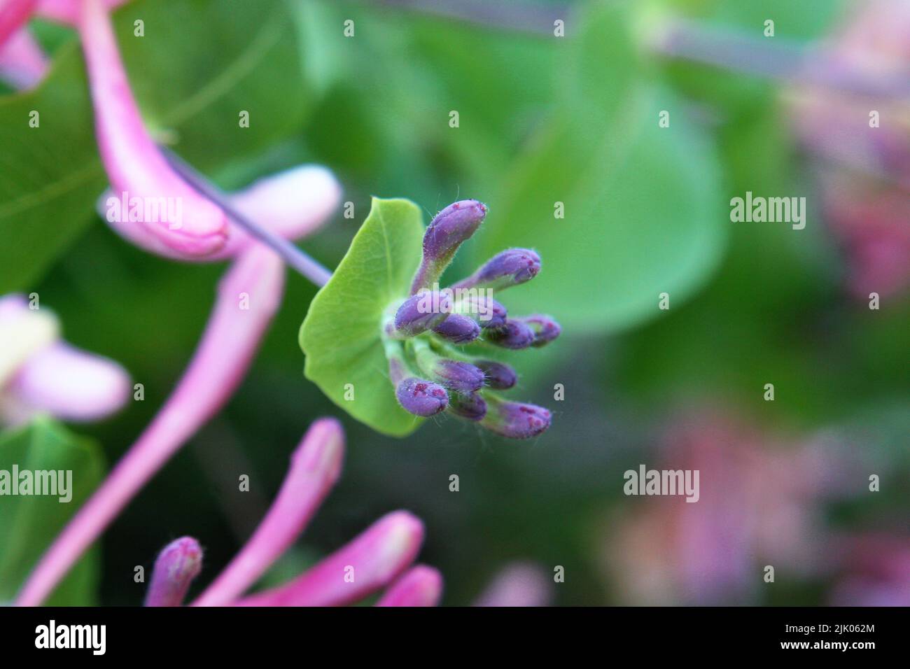 Knospen von italienischem woodbine oder Perfoliat-Geißblatt oder Ziegenblatt-Geißblatt oder italienischem Geißblatt oder Perfoliat-woodbine (Lonicera capri Stockfoto