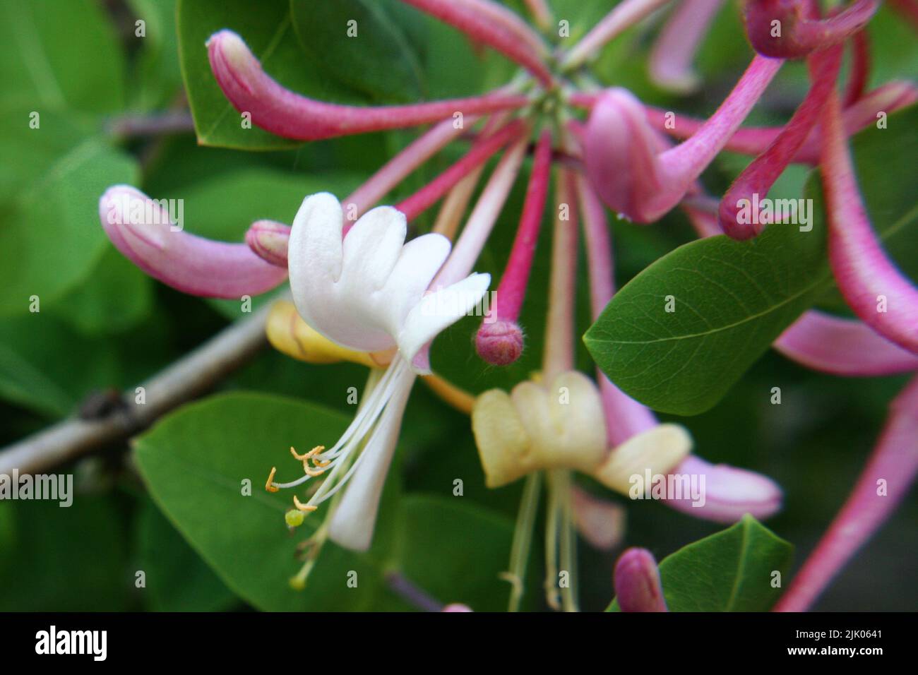 Schöne Blüten von italienischem woodbine oder Perfoliat-Geißblatt oder Ziegenblatt-Geißblatt oder italienischem Geißblatt oder Perfoliat-woodbine (Lonicera capri Stockfoto