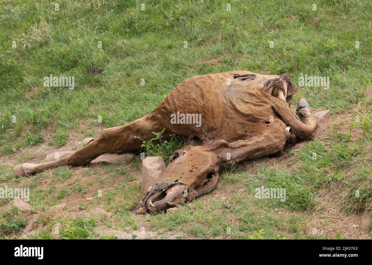 Überreste eines toten Pferdes, fast vollständig umgekommen, alles, was übrig bleibt, sind Haut, Hufe und Knochen Stockfoto