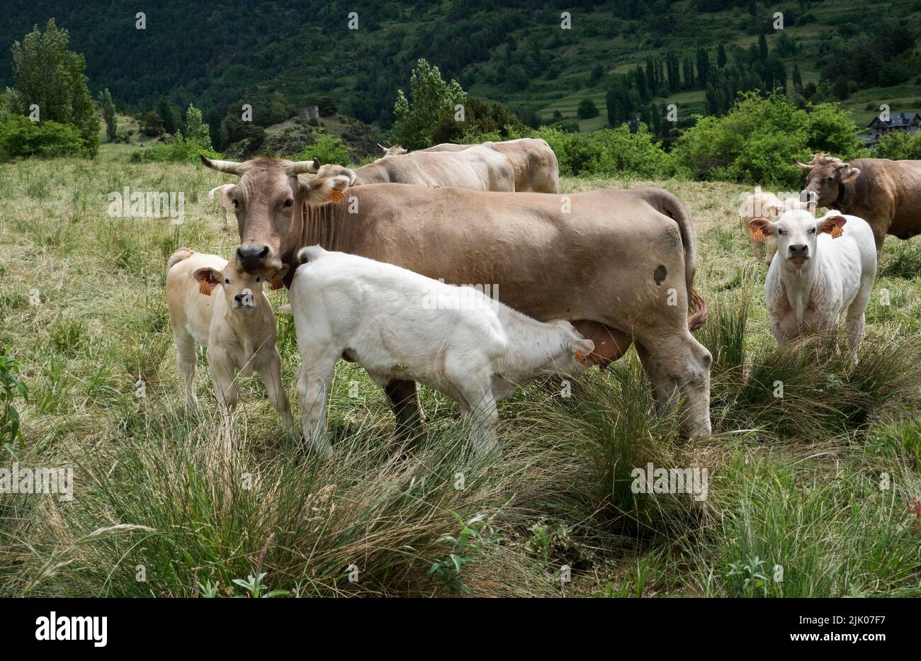 Weißkalb trinkt von brauner Kuh, freigehende Herde in alpiner Landschaft Stockfoto