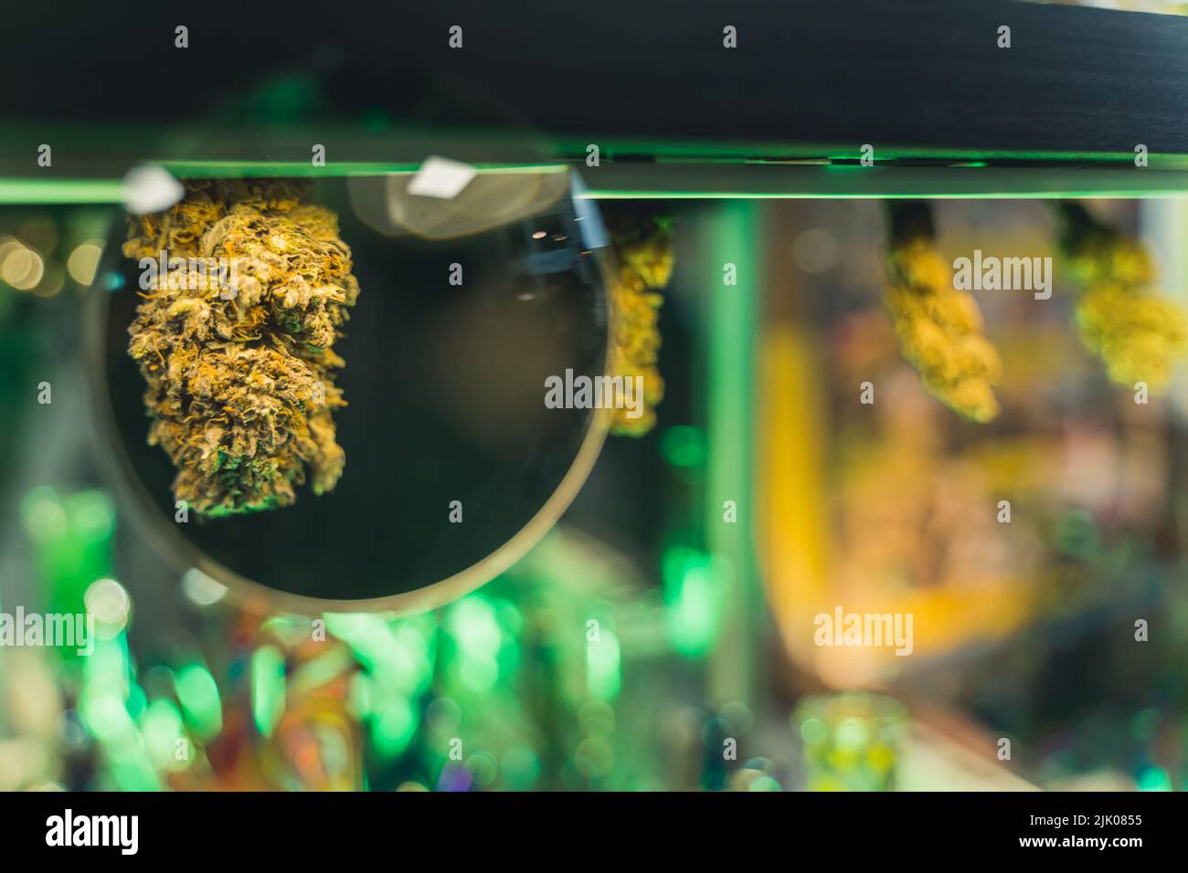 Kreative Aufnahme von vergrößertem, getrocknetem, natürlichem CBG CBD-Cannabis über eine Lupe. Unscharfer Hintergrund. Hochwertige Fotos Stockfoto