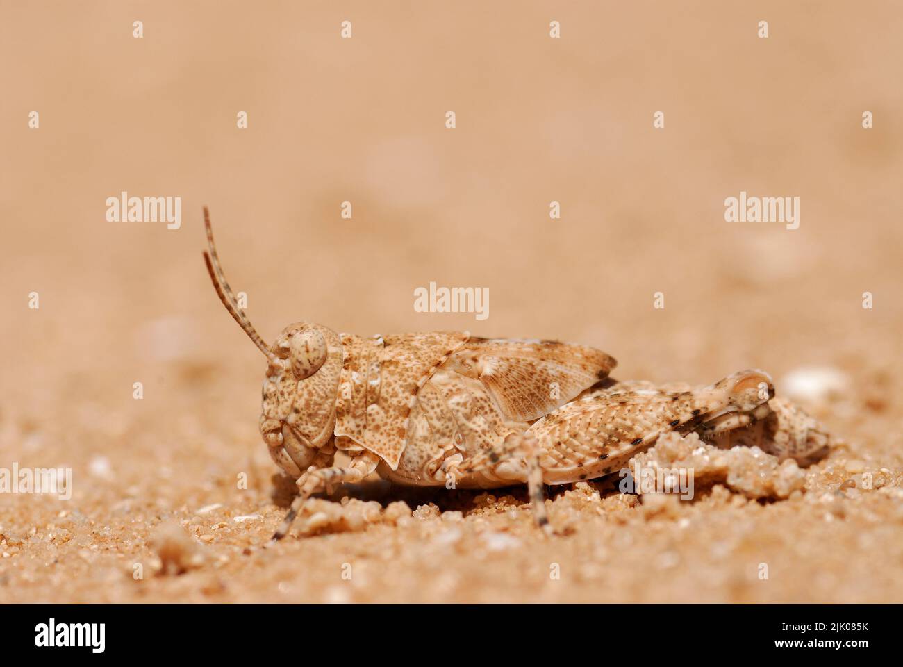 Grasshopper Camouflage auf Sand Stockfoto