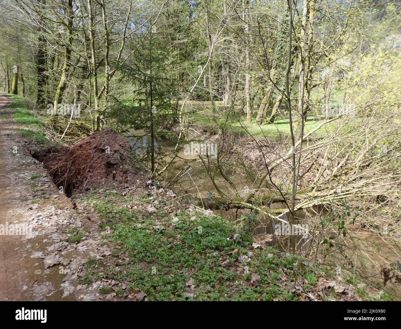 Gestürzter Baum und beschädigte Straße durch Sturm Stockfoto