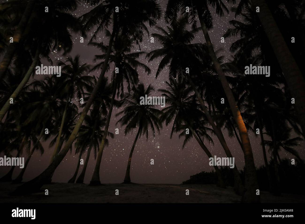 Blick direkt auf ein Dutzend Palmen gegen einen sternenklaren Nachthimmel Stockfoto