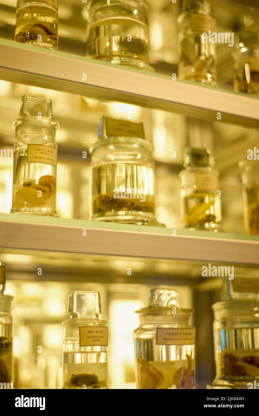 Wissenschaftliche Behälter mit in Chemikalien konservierten Proben. Stockfoto