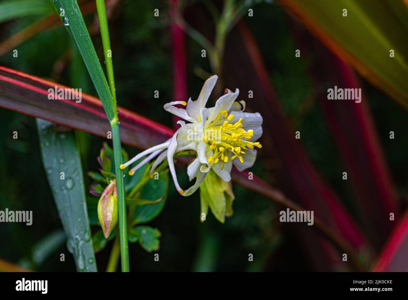 Aquilegia, die Haube der Oma, ist eine Gattung von etwa 60–70 Arten von mehrjährigen Blütenpflanzen, die auf der nördlichen Hemisphäre zu finden sind, Stockfoto