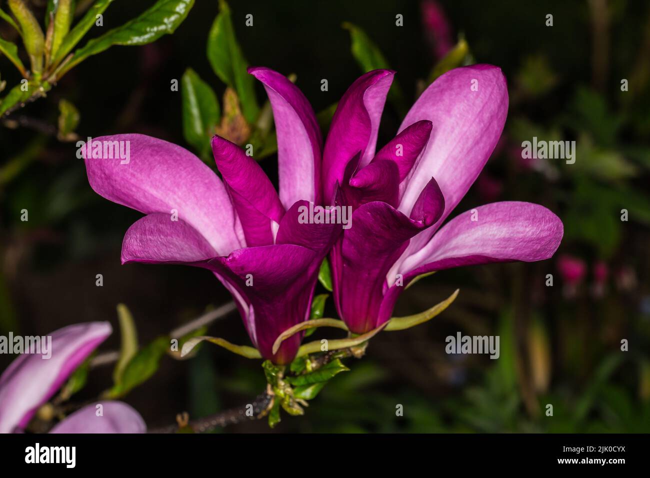 Magnolia blüht in der Dämmerung isoliert - diese Sorte ist Magnolia liliiflora 'Nigra' Stockfoto