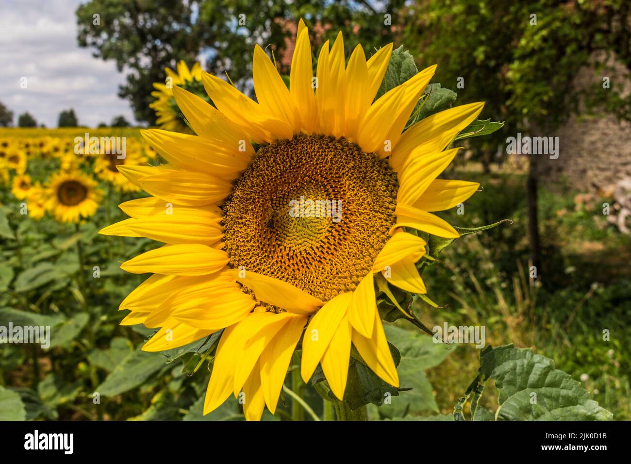 Ein Sonnenblumenfeld aus Boussac - Boussac ist eine Gemeinde im Département Creuse in der Region Nouvelle-Aquitaine in Zentralfrankreich. Stockfoto