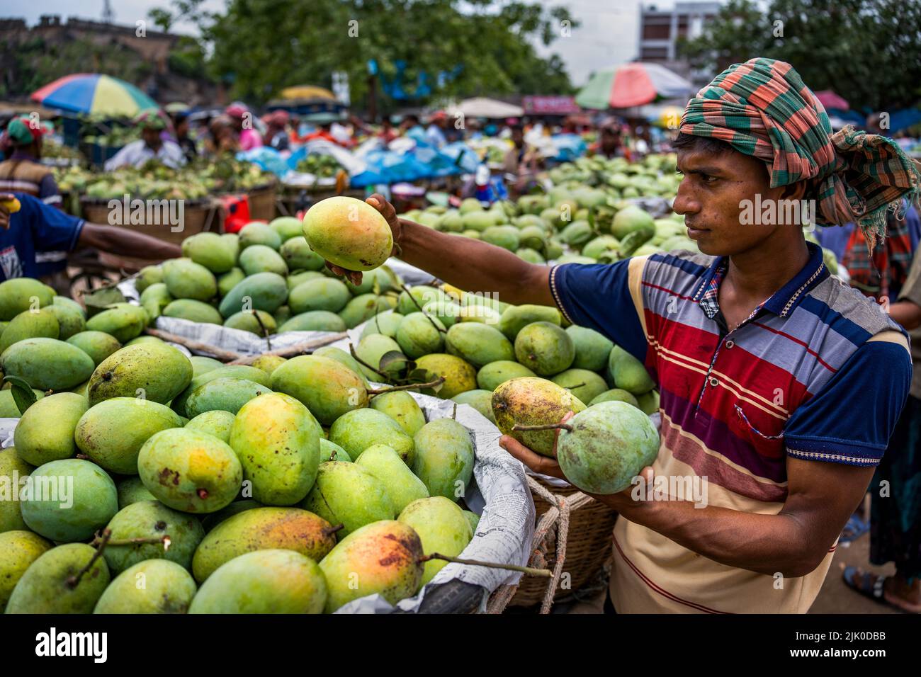 Mango-Großhandelsmarkt in Kansat in Chapainawabganj, Bangladesch. Stockfoto
