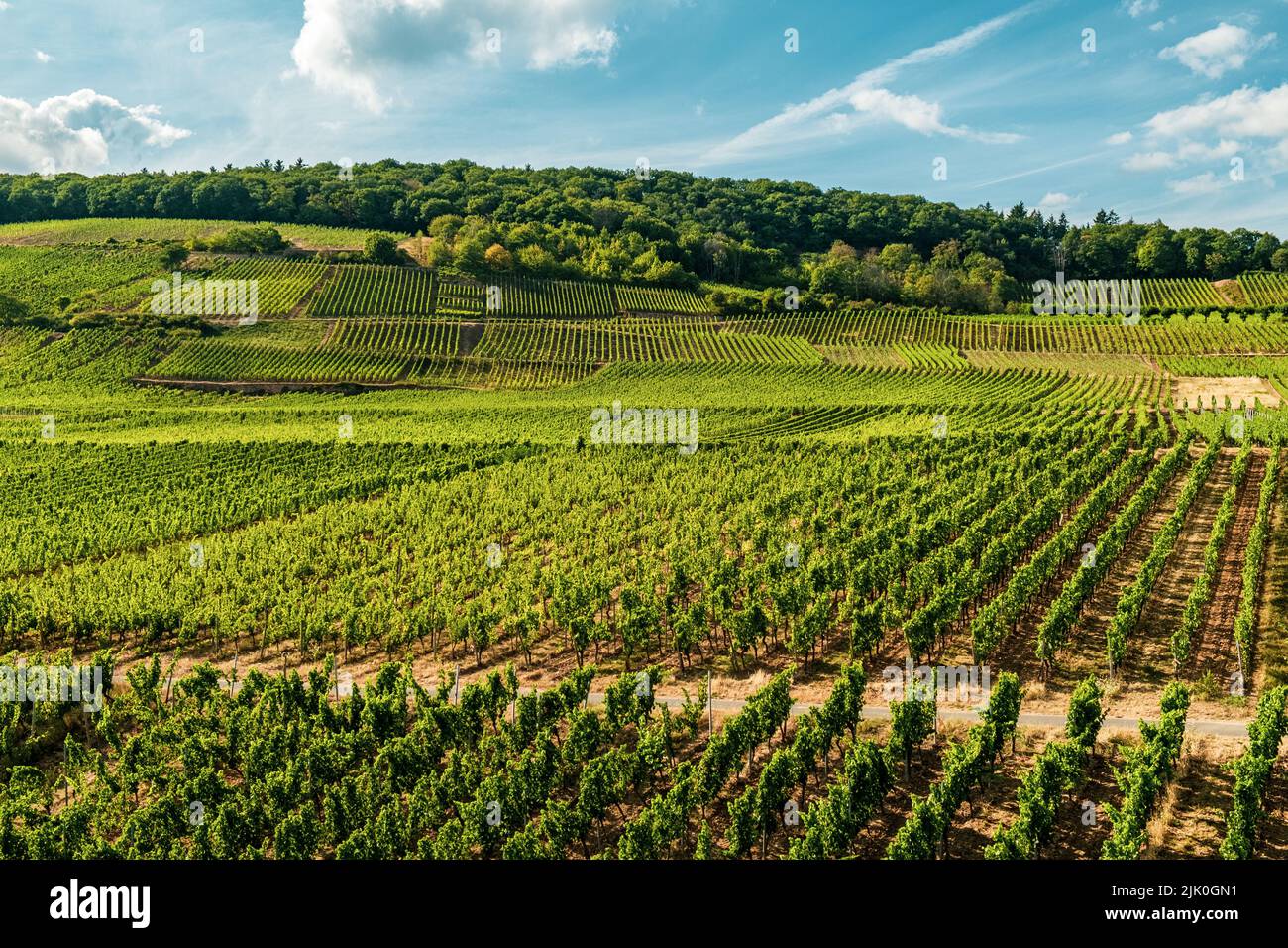 Weinberg am Flussufer an einem sonnigen Tag kurz vor der Erntezeit im Rheingau-Taunus-Kreis in Hessen. Reihen von Reben in einem Weinberg Stockfoto