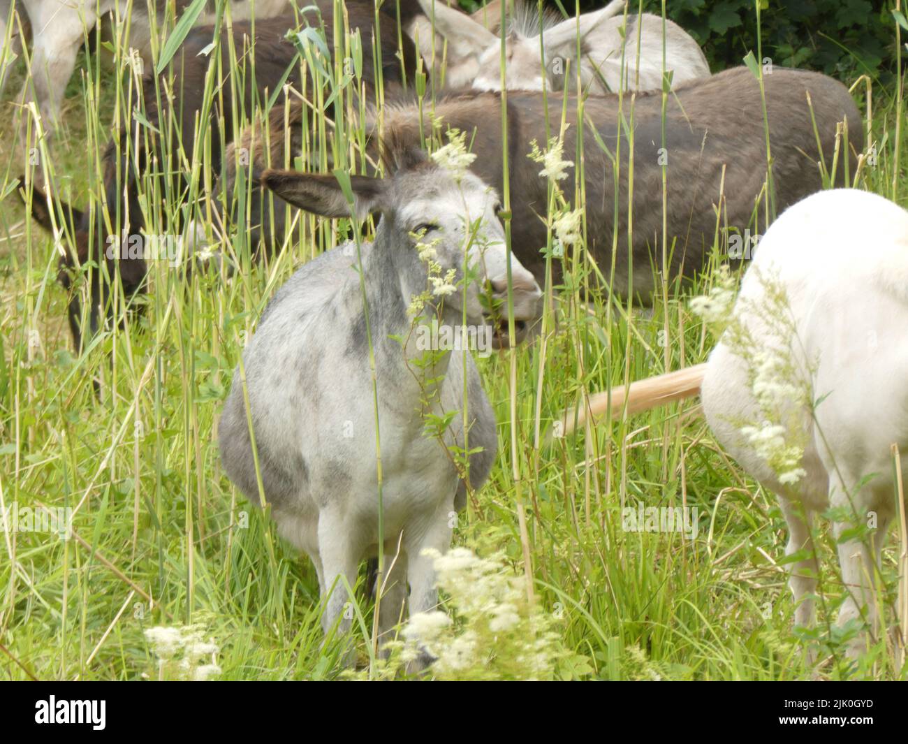 Nahaufnahme von ein paar Eseln, die auf einer Sommerwiese grasen Stockfoto