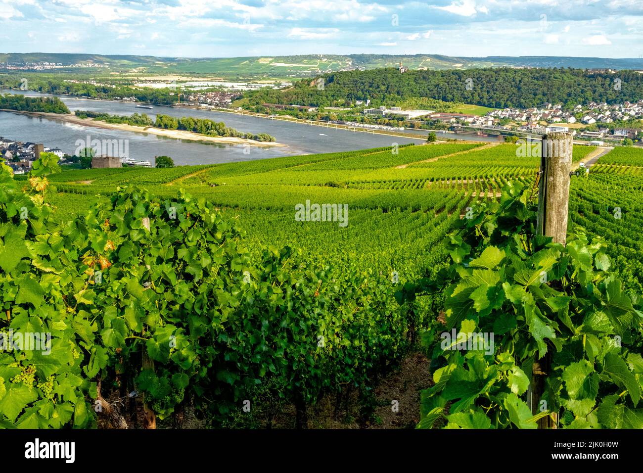 Weinberg am Flussufer an einem sonnigen Tag kurz vor der Erntezeit im Rheingau-Taunus-Kreis in Hessen. Reihen von Reben in einem Weinberg Stockfoto