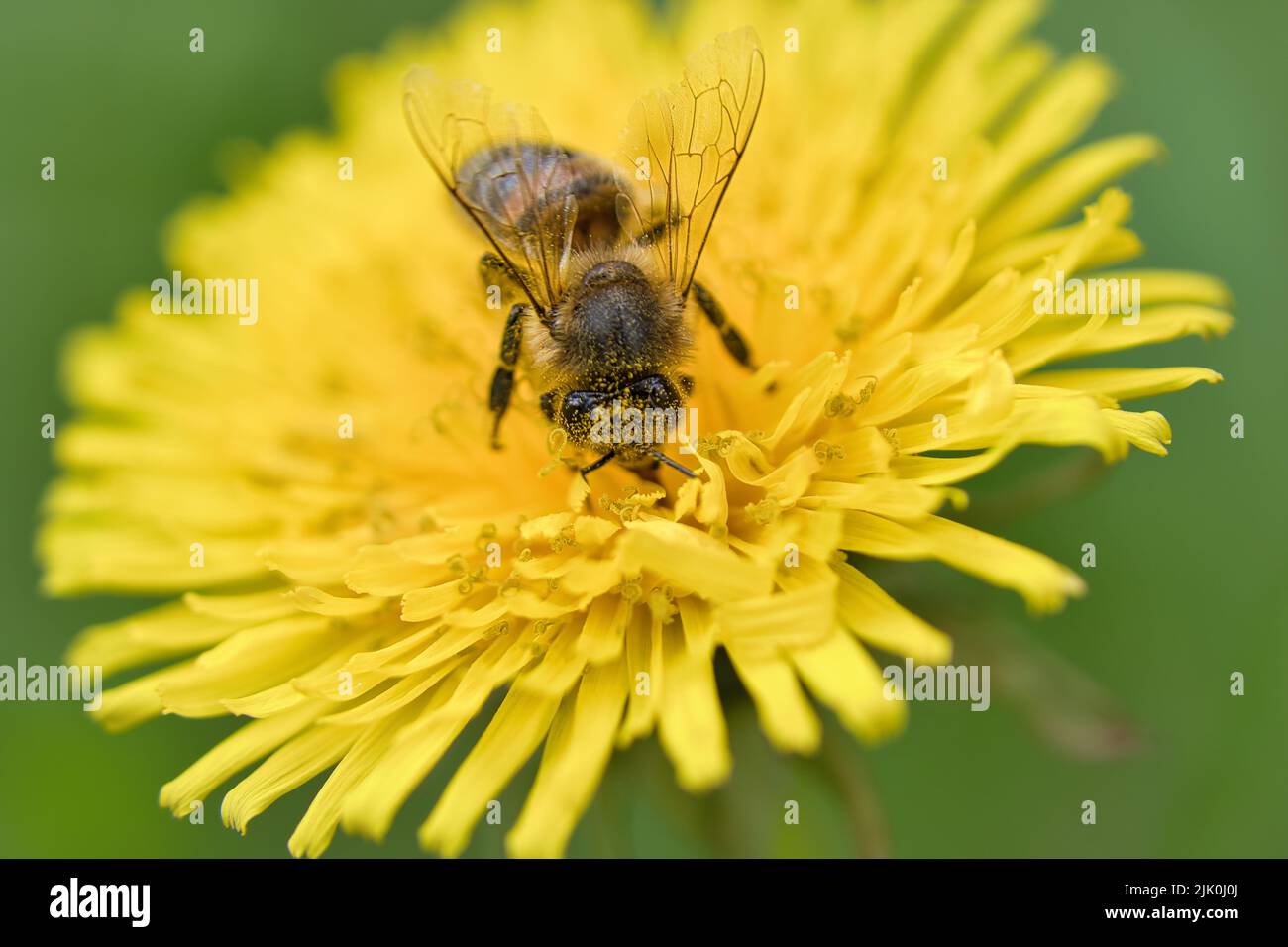Honigbiene sammelt Nektar auf einer gelben Blume des Dandelions. Fleißige Insekten aus der Natur. Von Bienen ernten wir den Honig. Tierfoto aus der Natur Stockfoto